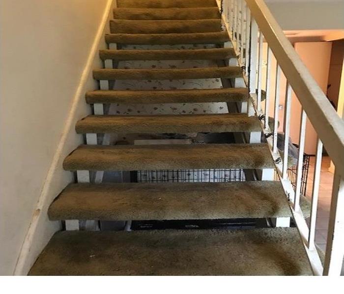 Brown colored carpeted stairway that is saturated with urine, and feces. 